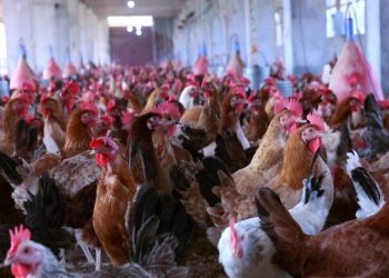 إنخفاض طفيف في أسعار الدواجن اليوم