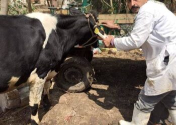 الكشف على 199 حيوان و2840 حالة طيور وعلاجها بالشرقية