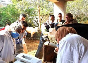 مسح تناسلي شامل لـ4 آلاف و924 رأس ماشية بالشرقية