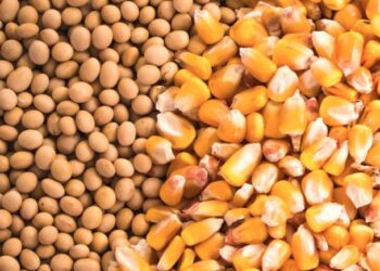 أسعار خامات الأعلاف اليوم الأربعاء 2-11-2022