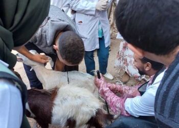 جامعة بنها تنظم قافلة بيطرية وتصرف أدوية علاجية لـ 6495 حالة من الدواجن