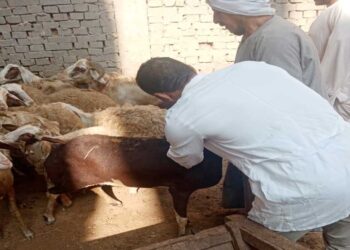 حملة بيطرية لتحصين 48 ألف رأس أغنام في الغربية