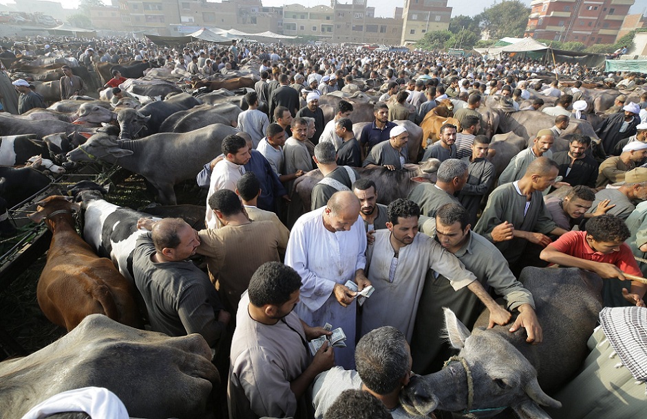 حملات رقابية أسواق الماشية في الأقصر