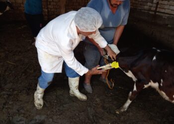 بيطري المنيا يعلن بدء الحملة القومية لتحصين المواشي السبت القادم