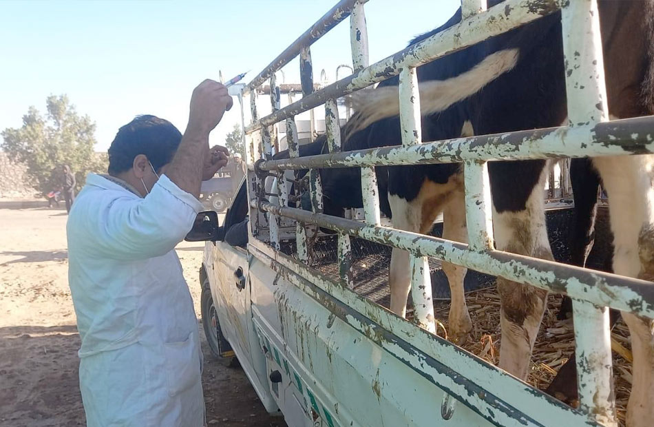 لجان بيطرية للمرور على أسواق الماشية لمتابعة الوضع الوبائي بالأقصر