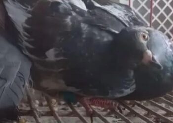 تأهب أوروبي لظهور فيروس مجهول يحول الحمام "زومبى"