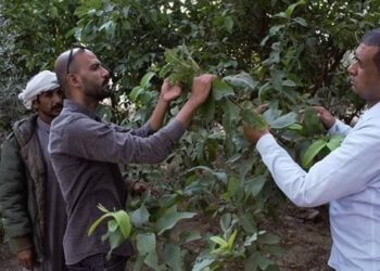 فحص الأشجار بقر ية الروضة