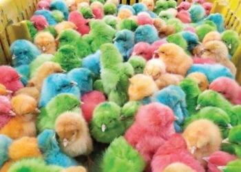 أسعار الكتاكيت اليوم السبت 3-12-2022 في الأسواق