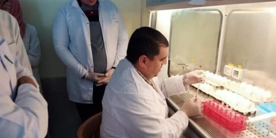 معايرة لقاحات حية لمرض الجمبورو للحفاظ على صناعة الدواجن في مصر