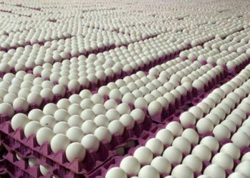 بورصة البيض تواصل صعودها والطبق البلدي يسجل 75 جنيها