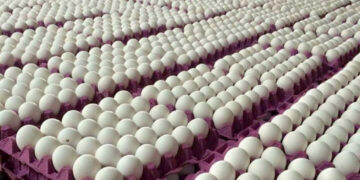 بورصة البيض تواصل صعودها والطبق البلدي يسجل 75 جنيها