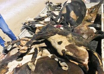 كشف ملابسات ضبط سيارة محملة بمواشي مذبوحة غير صالحة للاستهلاك