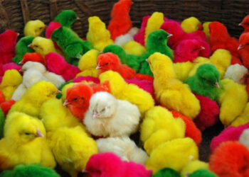 أسعار شركات الكتاكيت