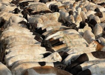 وصول شحنات أغنام وأبقار وجمال بمسلخ الهملة بالبحرين