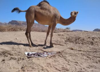 خاص| إجهاض لتوأم من ناقة.. حالة نادرة تثير حيرة العلماء والباحثين (بالصور)