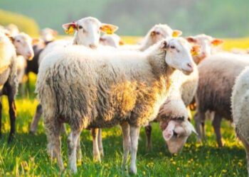 ظاهرة دوران الأغنام تصل السعودية