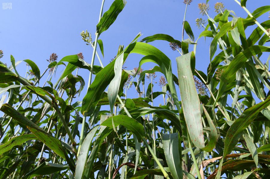عميد زراعة عين شمس: مبادرة ازرع تستهدف دعم المحاصيل الاستراتيجية من الذرة والصويا