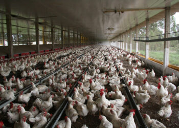 شروط وتفاصيل قرض الدواجن من البنك الأهلي.. بسعر فائدة 5%