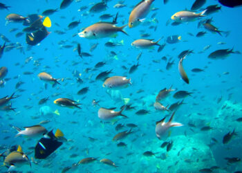 السعودية.. "الفاو" يبحث سبل تعزيز الإنتاج السمكي في مكة المكرمة