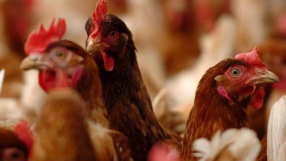 بيطري كفر الشيخ يُحلل 47 عينة للتقصي حول مرض أنفلونزا الطيور