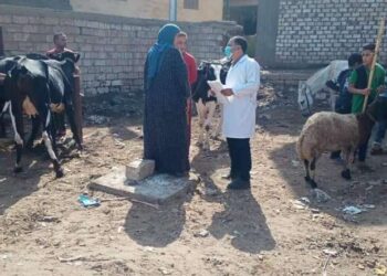 تحصين 212 ألف رأس ماشية ضد الحمى القلاعية بكفر الشيخ