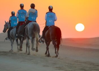 غداً.. الفحص البيطري للخيول المشاركة بـ"مونديال القدرة"