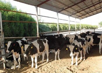 المعروض من المواشي