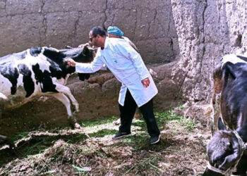 علاج وتحصين 718 رأس ماشية في مركزي الدلنجات ورشيد بالبحيرة