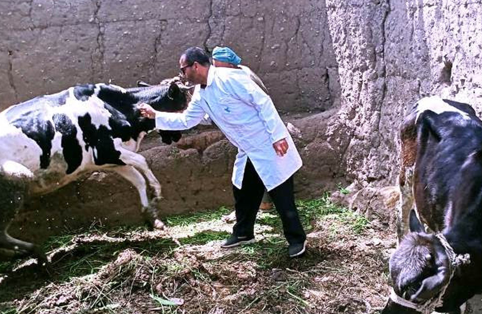 علاج وتحصين 718 رأس ماشية في مركزي الدلنجات ورشيد بالبحيرة