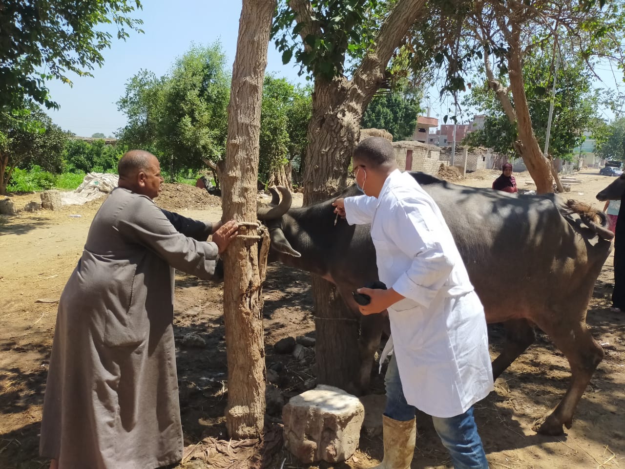 علاج وتحصين 500 رأس ماشية في مركز بدر