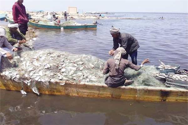 تحرير محاضر تهريب أسماك وقت حظر الصيد ببحيرة البردويل بشمال سيناء
