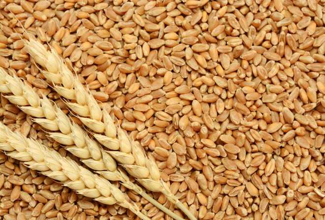 روسيا تسيطر على سوق القمح المصري