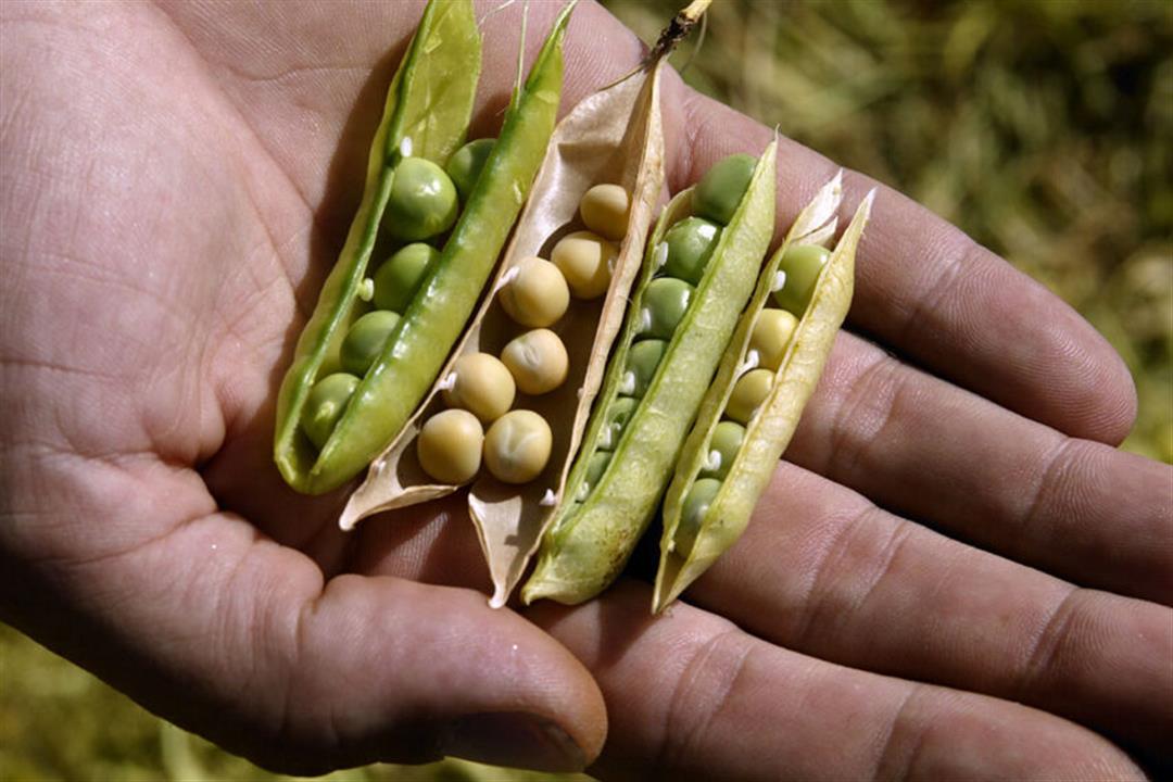 اليمن تعلن نجاح تجربة زراعة فول الصويا في أكثر من منطقة