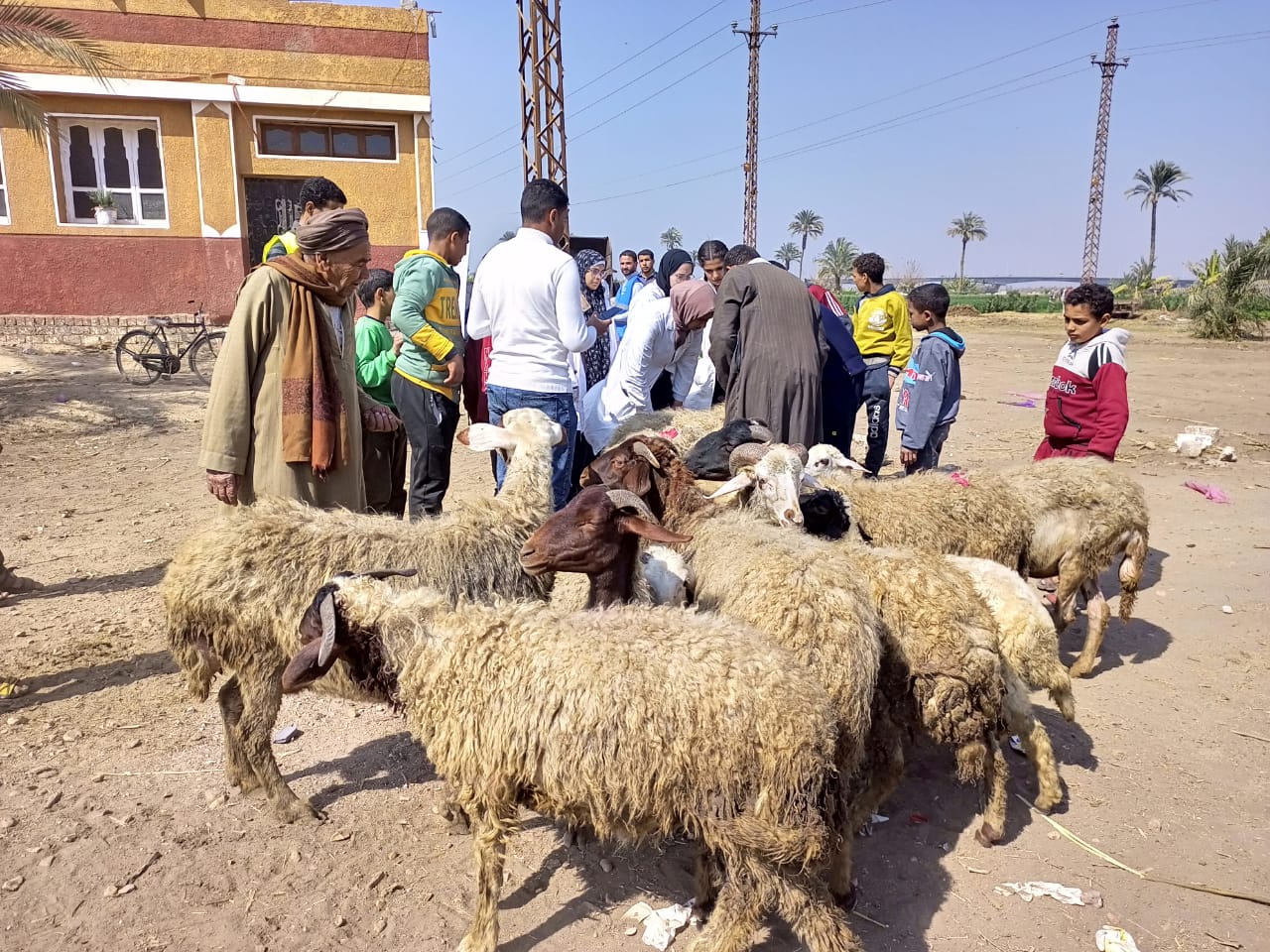 جامعة المنيا تنظم قافلة طبية وبيطرية لقرية المعصرة