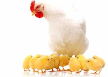 استشاري مشاريع الدواجن.. يكشف عن قيمة انخفاض الكتاكيت