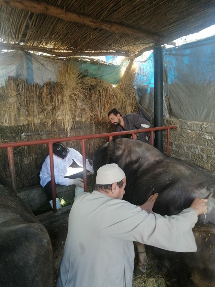 بيطري البحيرة يتابع علاج وتحصين الماشية في مركز رشيد