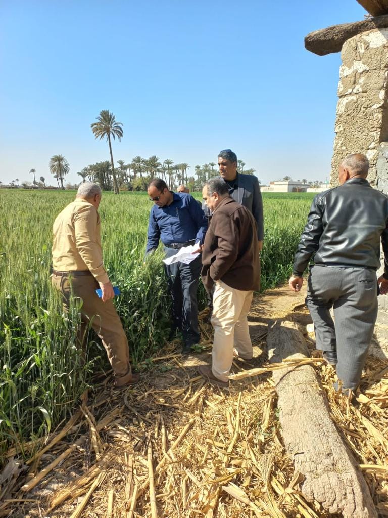 الزراعة تتابع تنفيذ الزراعات التعاقدية في بنى سويف