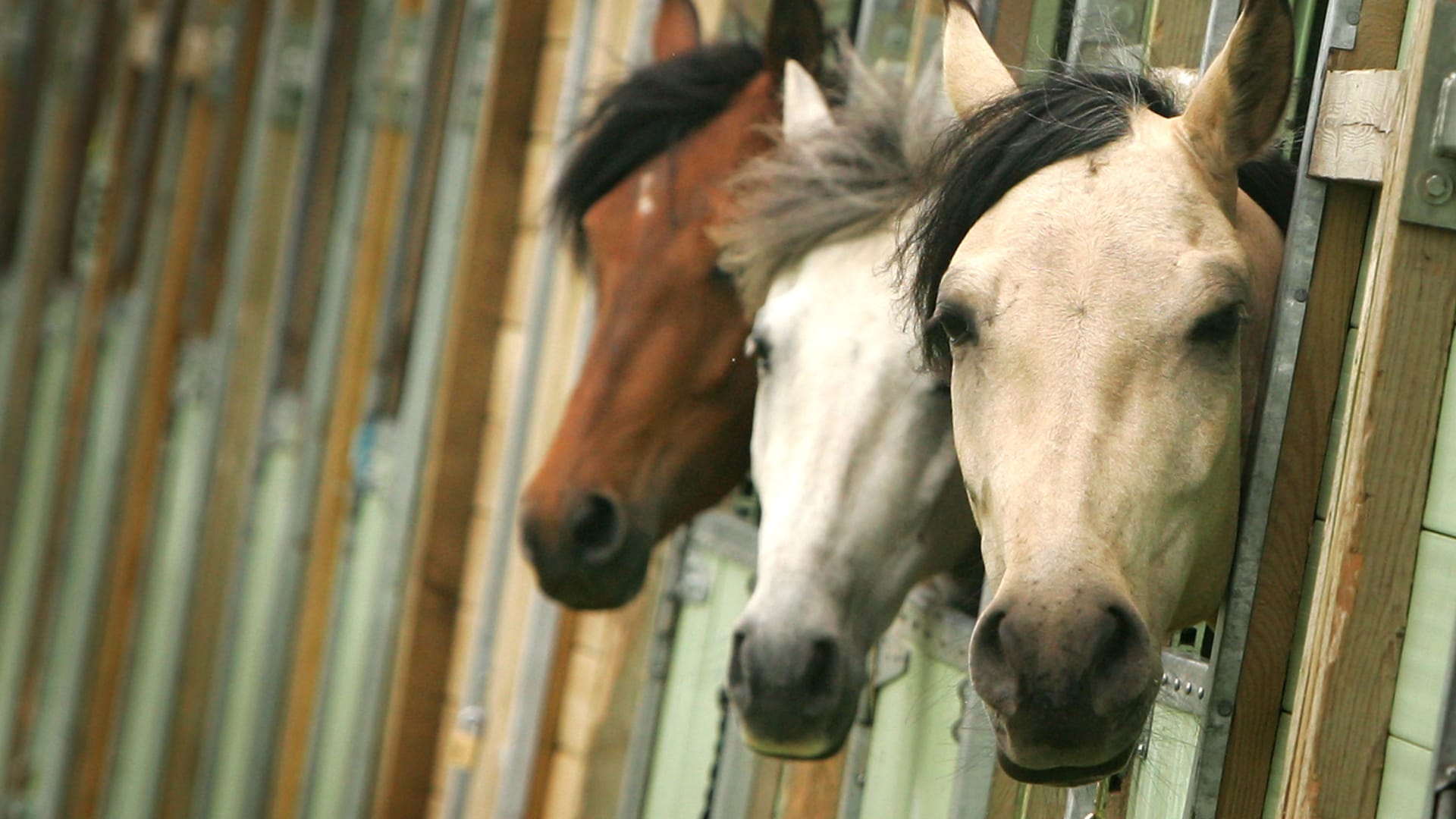 حملة لتحصين الخيول والمواشى بالمجان في دمياط