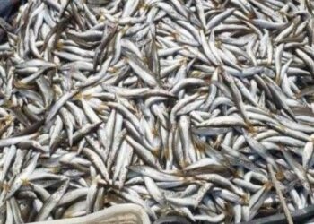 مصر تمنح 34 شركة روسية تراخيص توريد أسماك للسوق المحلي