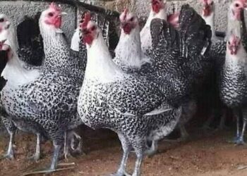 أسعار الدواجن اليوم 12 فبراير 2023