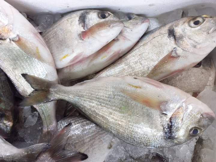 أسعار السمك اليوم الخميس 23 فبراير 2023