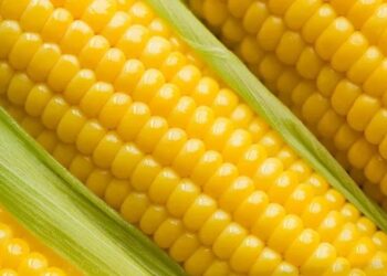 الذرة تنجح في تحقيق هدفها فاتحا الطريق نحو المحطة السلبية