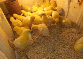 أسعار الكتاكيت والبيض اليوم الخميس 16 فبراير 2023