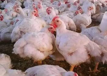 استقرار في سعر الدواجن اليوم 25 فبراير 2023