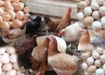 أسعار الدواجن اليوم السبت 18 فبراير 2023