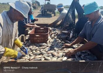 استقرت أسعار السمك اليوم 16 فبراير 2023