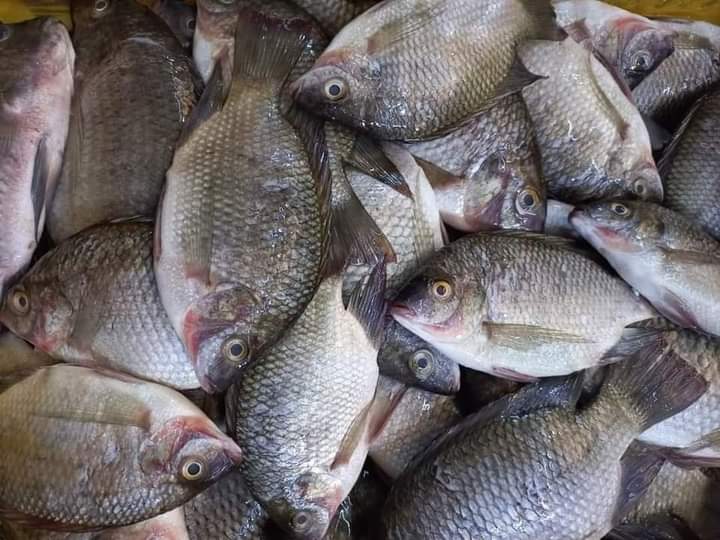 أسعار الأسماك اليوم الأحد 26 فبراير 2023