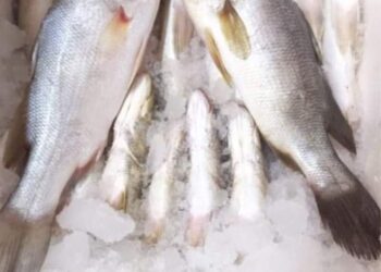 ارتفاع أسعار السمك اليوم السبت 18فبراير 2023