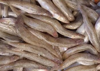 استقرار أسعار السمك اليوم الأحد 19فبرير 2023