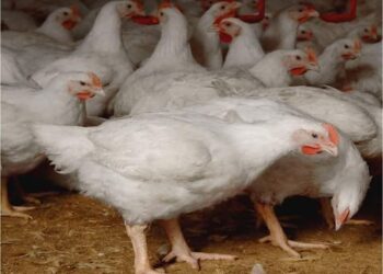 ارتفاع أسعار الدواجن اليوم الإثنين 20 فبراير 2023